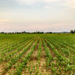 rows-of-young-maize-corn-growing-on-a-field