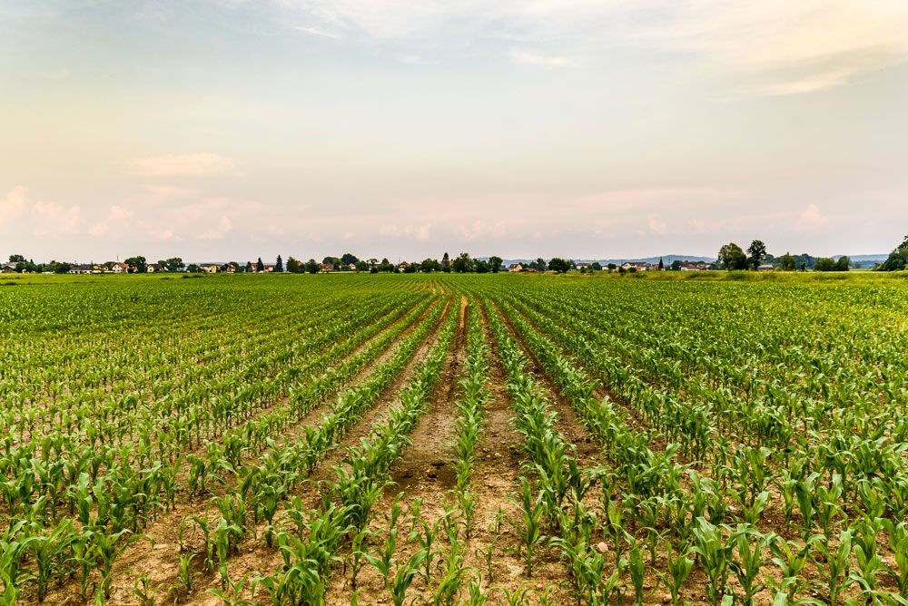 rows-of-young-maize-corn-growing-on-a-field