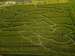 The-Norfolk-Maize-Maze