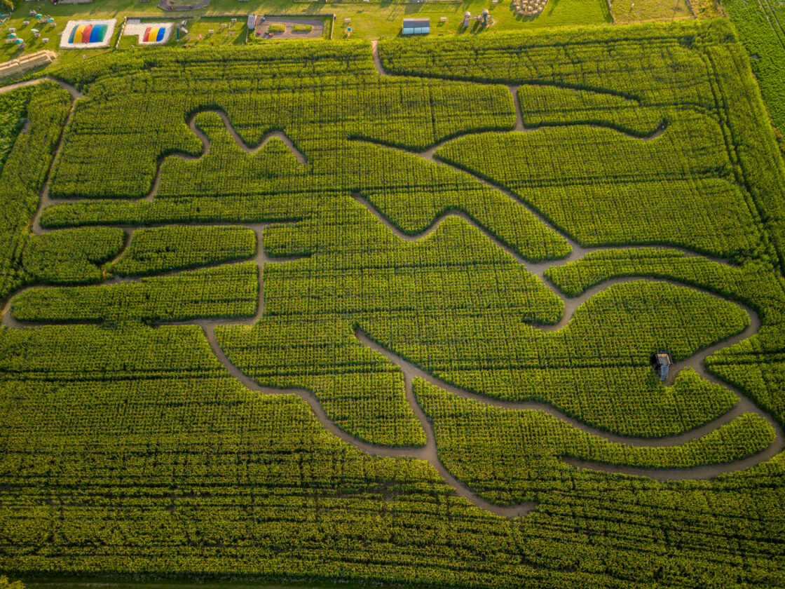 The-Norfolk-Maize-Maze